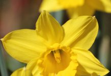 bigstockDaffodilsscaled