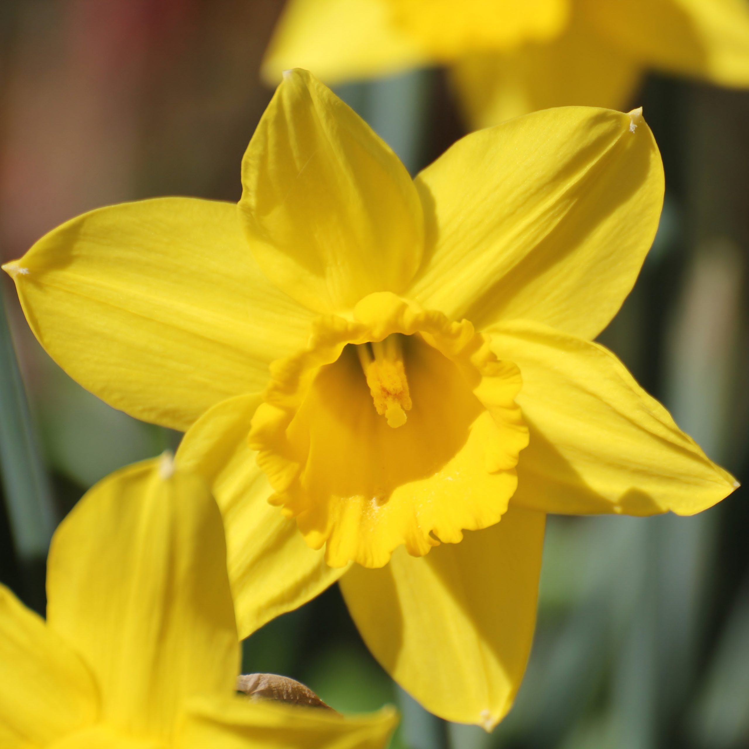 SLM | Daffodil Month - Celebrating 60 years!