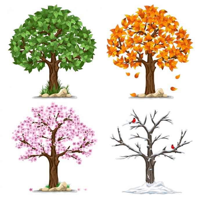 bigstock Tree in four seasons spring 80629586