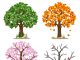 bigstock Tree in four seasons spring 80629586