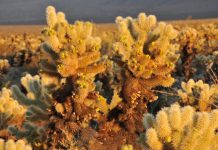 CHOLLA CACTUS scaled