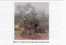 OLIVE TREE IN N. ISRAEL copy