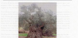 OLIVE TREE IN N. ISRAEL copy