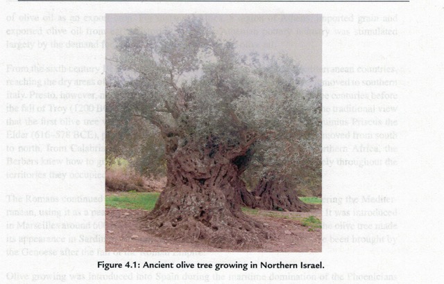 OLIVE TREE IN N. ISRAEL copy