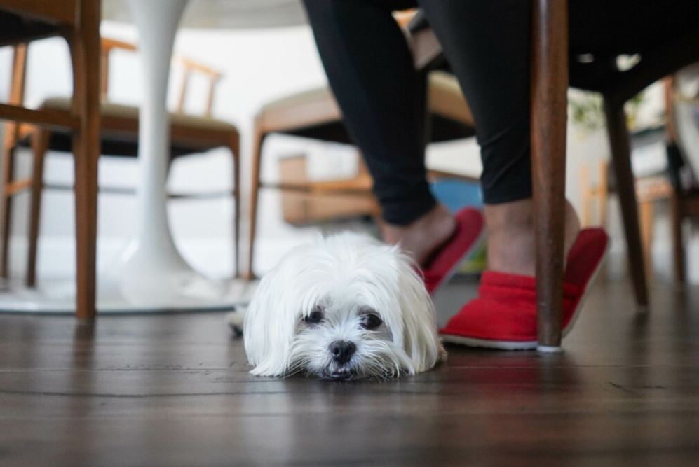 SLM How To Help Your New Dog Feel Comfortable At Home