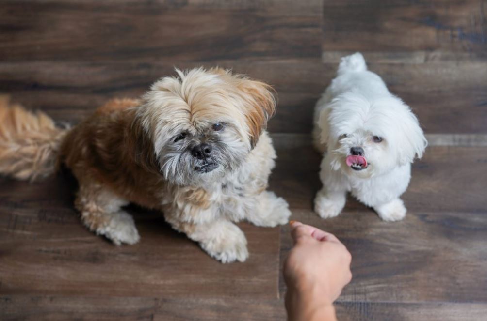 SLM How To Help Your New Dog Feel Comfortable At Home