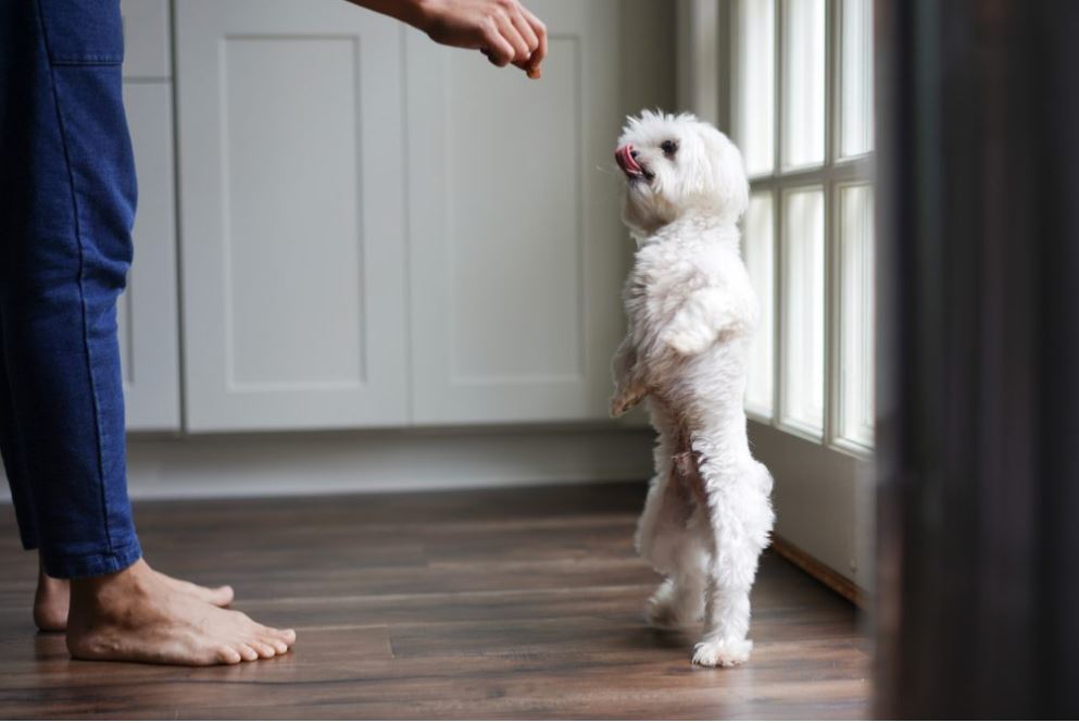 SLM How To Help Your New Dog Feel Comfortable At Home