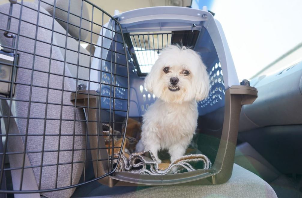 SLM How To Help Your New Dog Feel Comfortable At Home