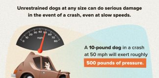 dog car safety