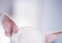 dog 1