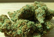 cannabis 1