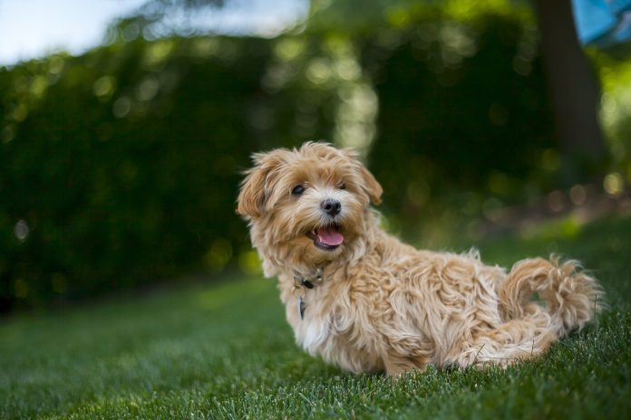 Why Older Adults Should Own a Maltipoo 1
