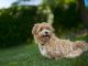 Why Older Adults Should Own a Maltipoo 1