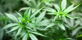 cannabis article