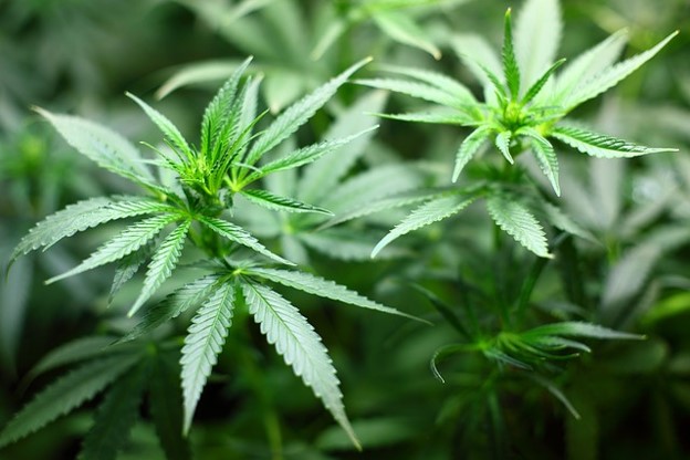 cannabis article