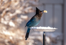 Essential Bird Watching
