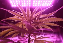 close up photo of green leafed plant 2731667 scaled