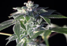 Cannabis