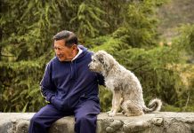 older dog old man with his dog pet with its master