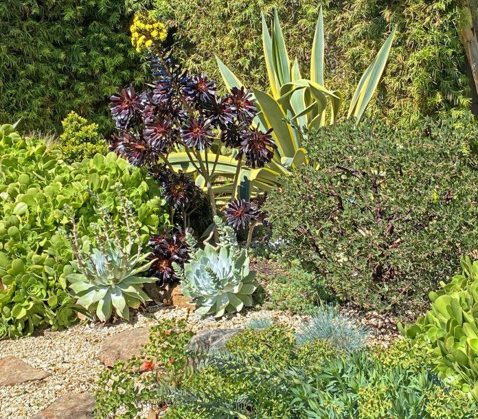 Xeriscaping