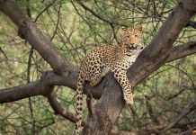 wild indian male leopard or panther resting on tree trunk or branch with eye contact in natural monsoon green background at forest or central india panthera pardus fusca