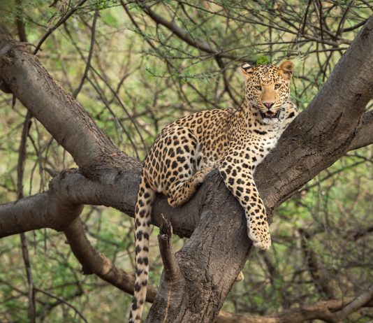 wild indian male leopard or panther resting on tree trunk or branch with eye contact in natural monsoon green background at forest or central india panthera pardus fusca