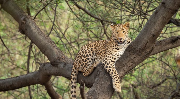 wild indian male leopard or panther resting on tree trunk or branch with eye contact in natural monsoon green background at forest or central india panthera pardus fusca