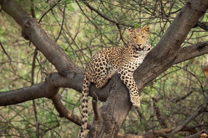 wild indian male leopard or panther resting on tree trunk or branch with eye contact in natural monsoon green background at forest or central india panthera pardus fusca