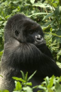 Gorilla, Rwanda