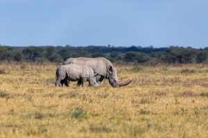 baby of white rhinoceros Botswana, Africa